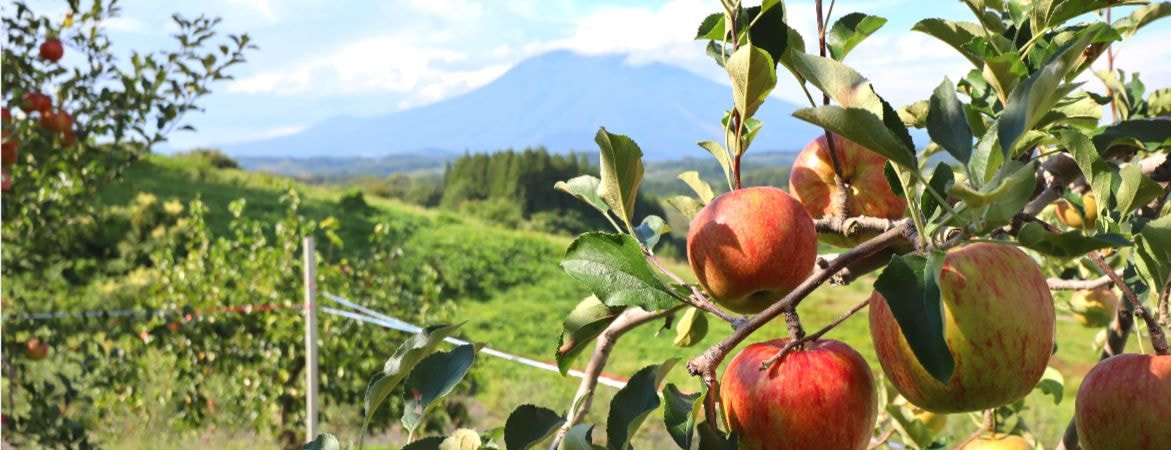 JA相馬村 岩木山を望むりんご畑