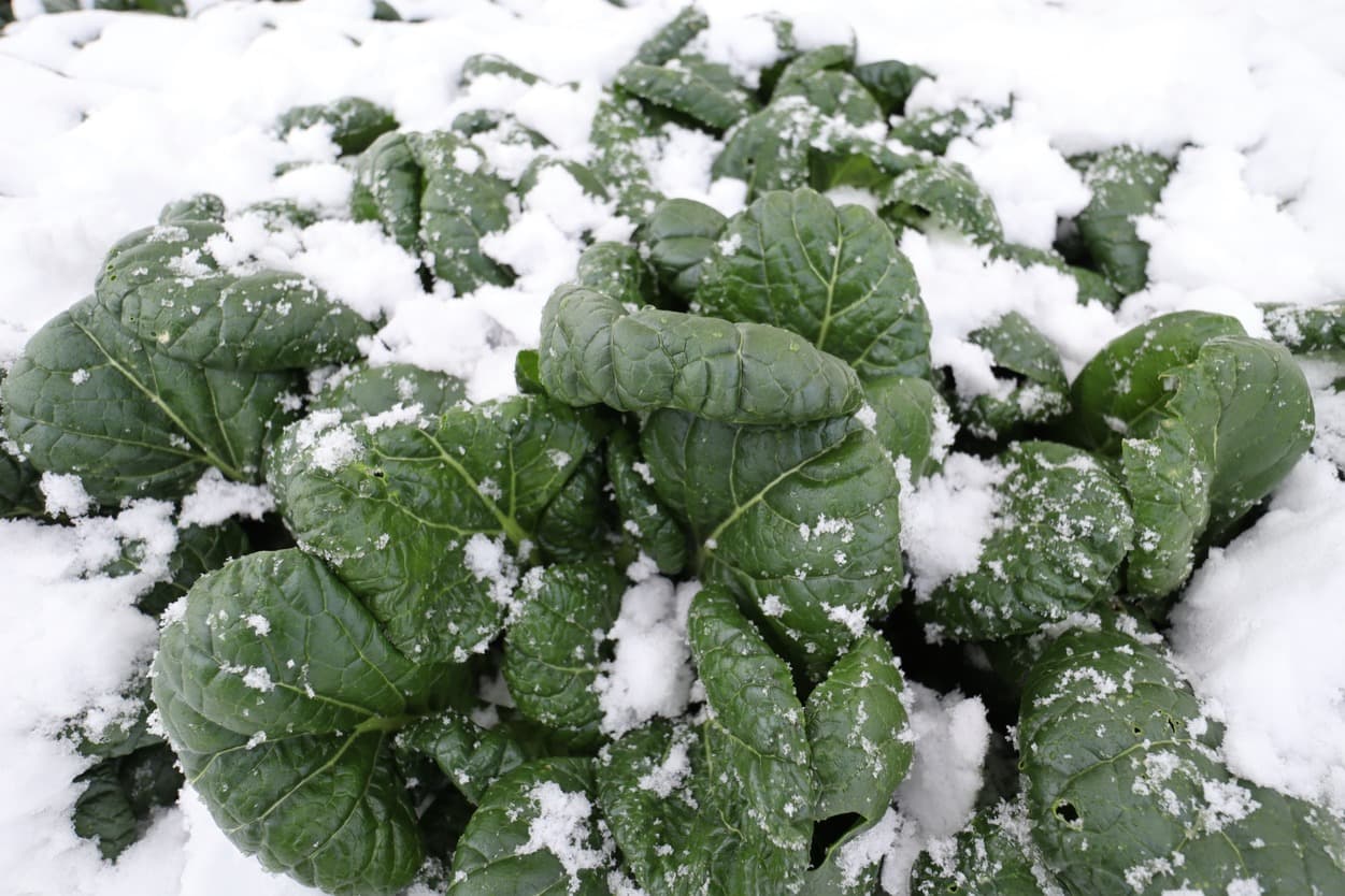 雪に覆われた ちぢみ菜