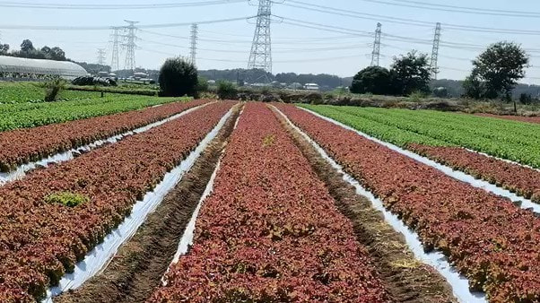 タキイ種苗 リーフレタス