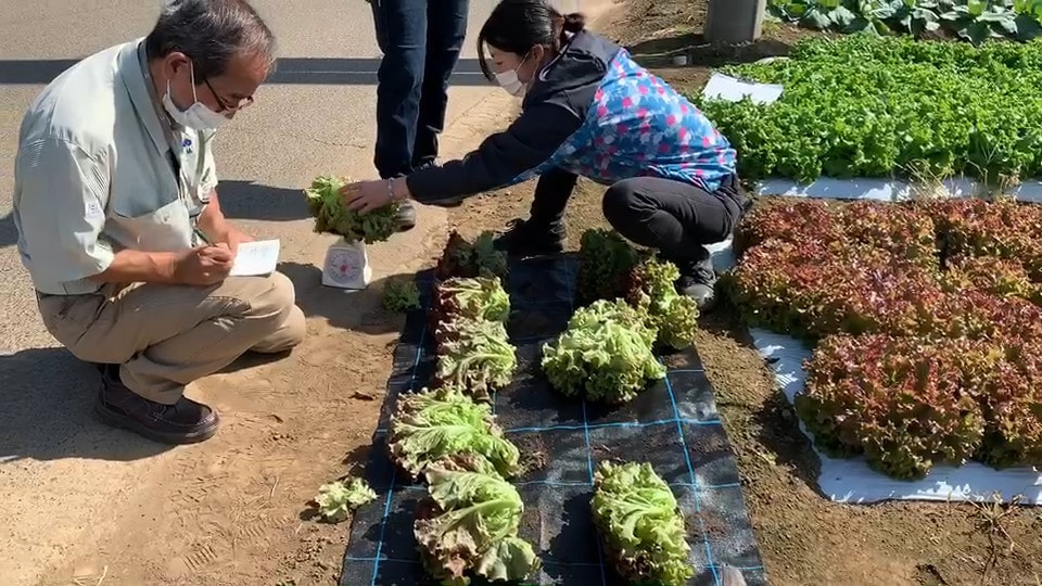 タキイ種苗 試験圃場