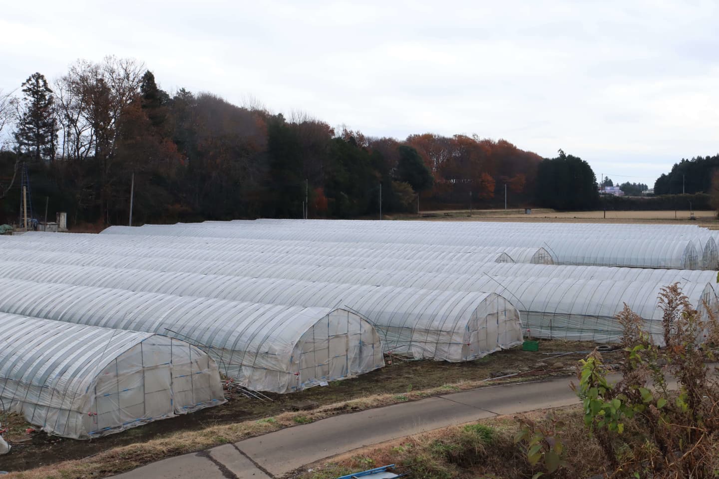 鹿沼にら組合 圃場