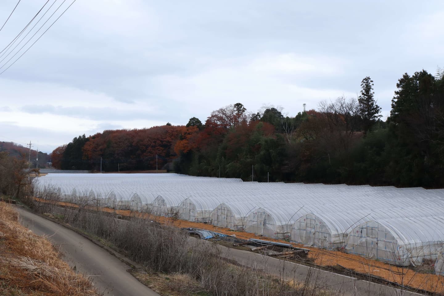 鹿沼にら組合 圃場