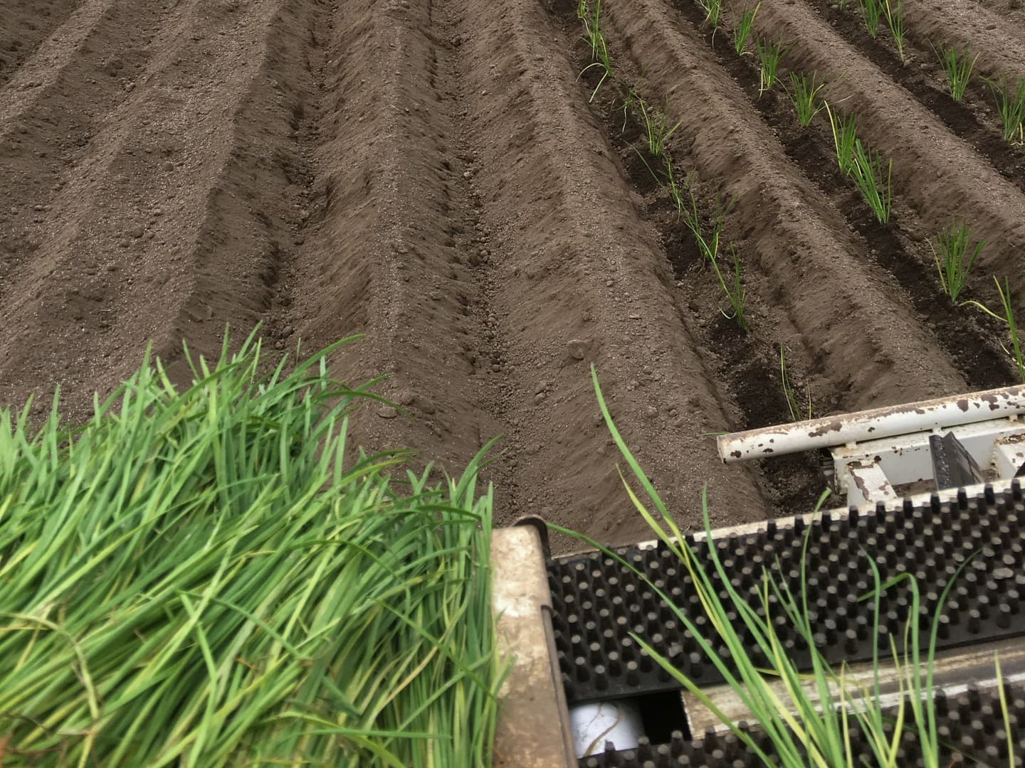 鹿沼にら組合 定植作業