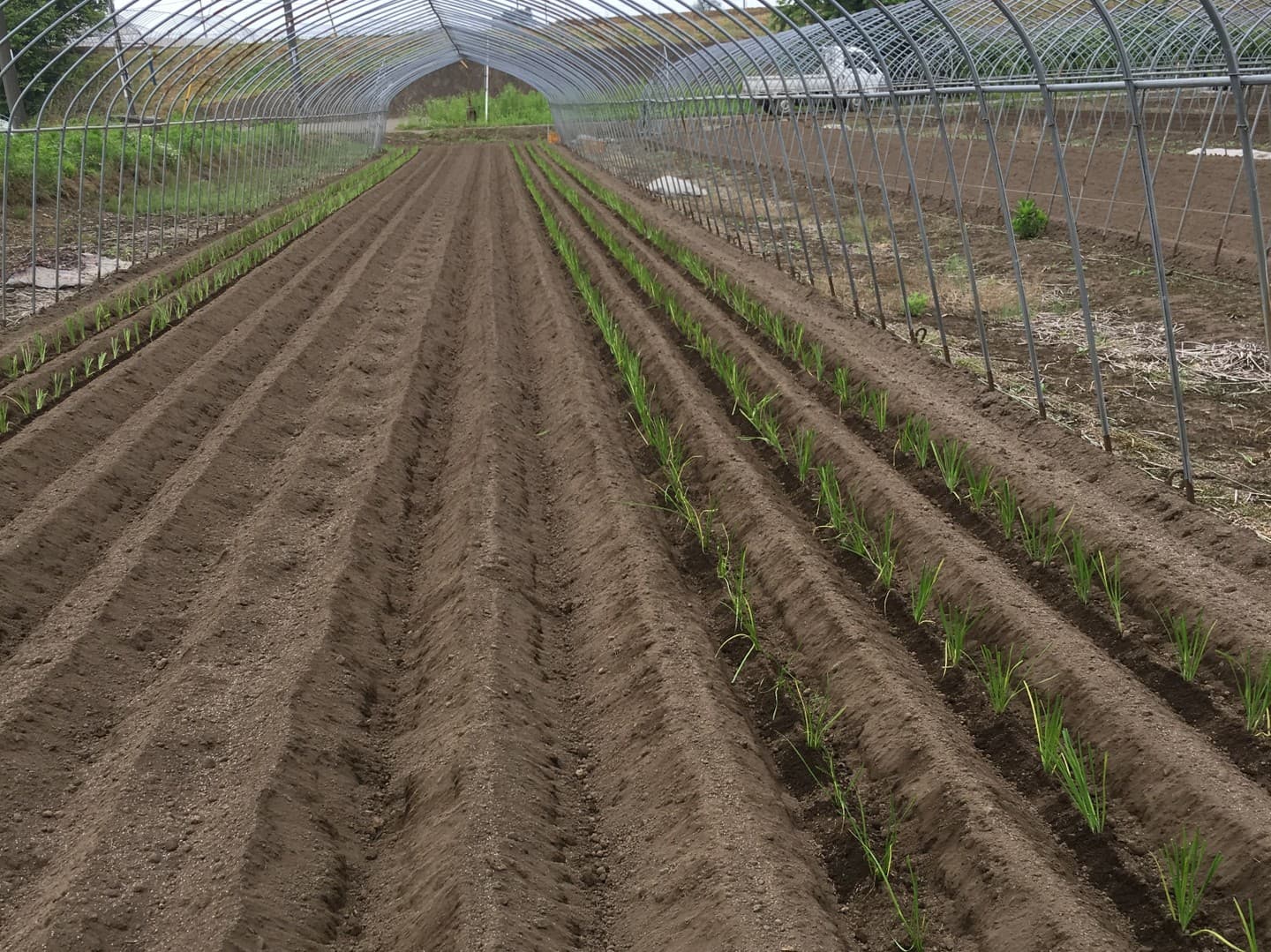 鹿沼にら組合 定植作業