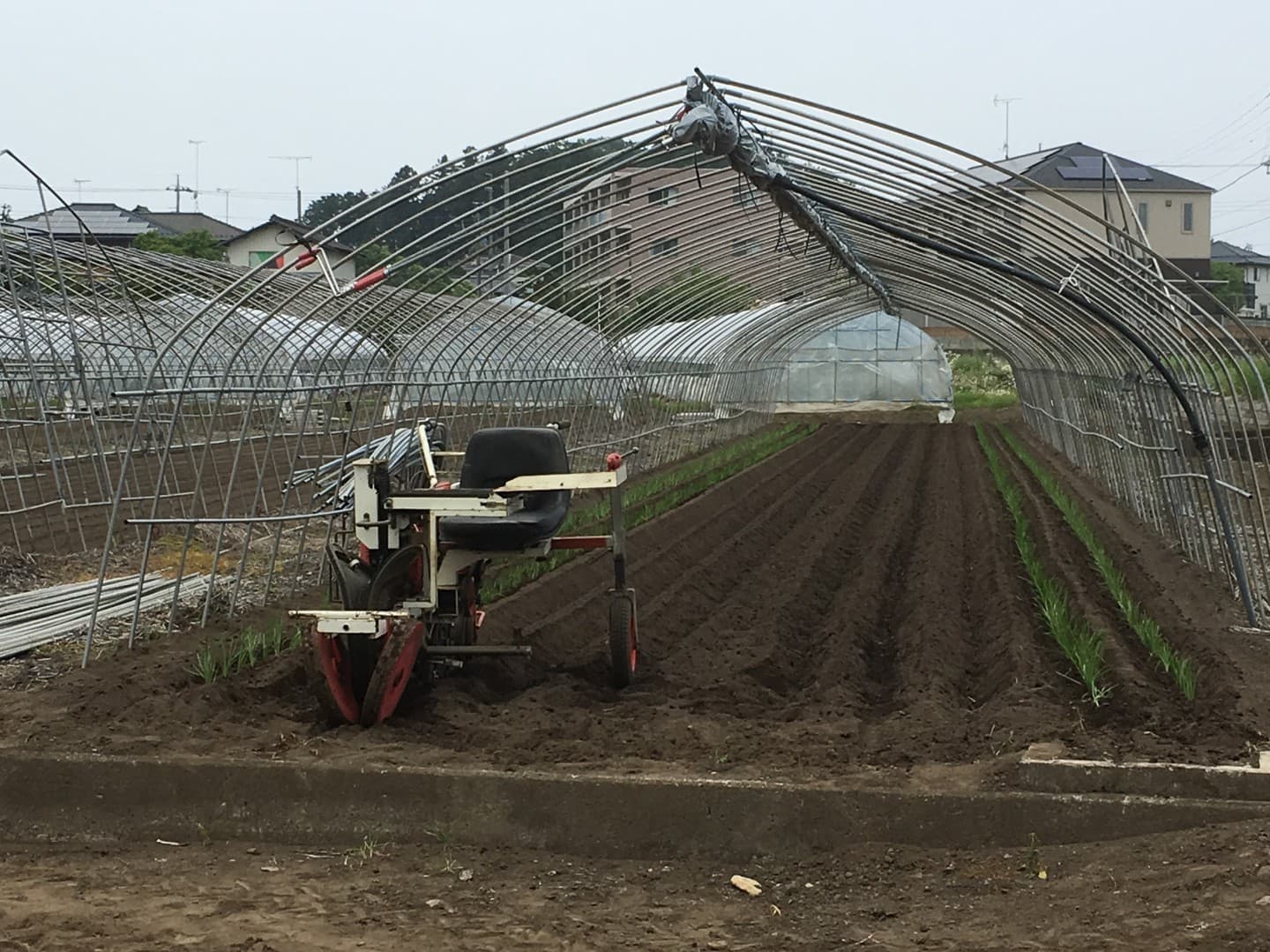鹿沼にら組合 定植作業