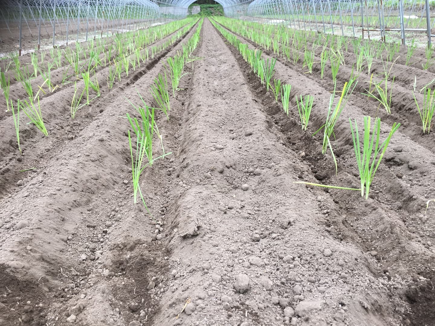鹿沼にら組合 定植作業