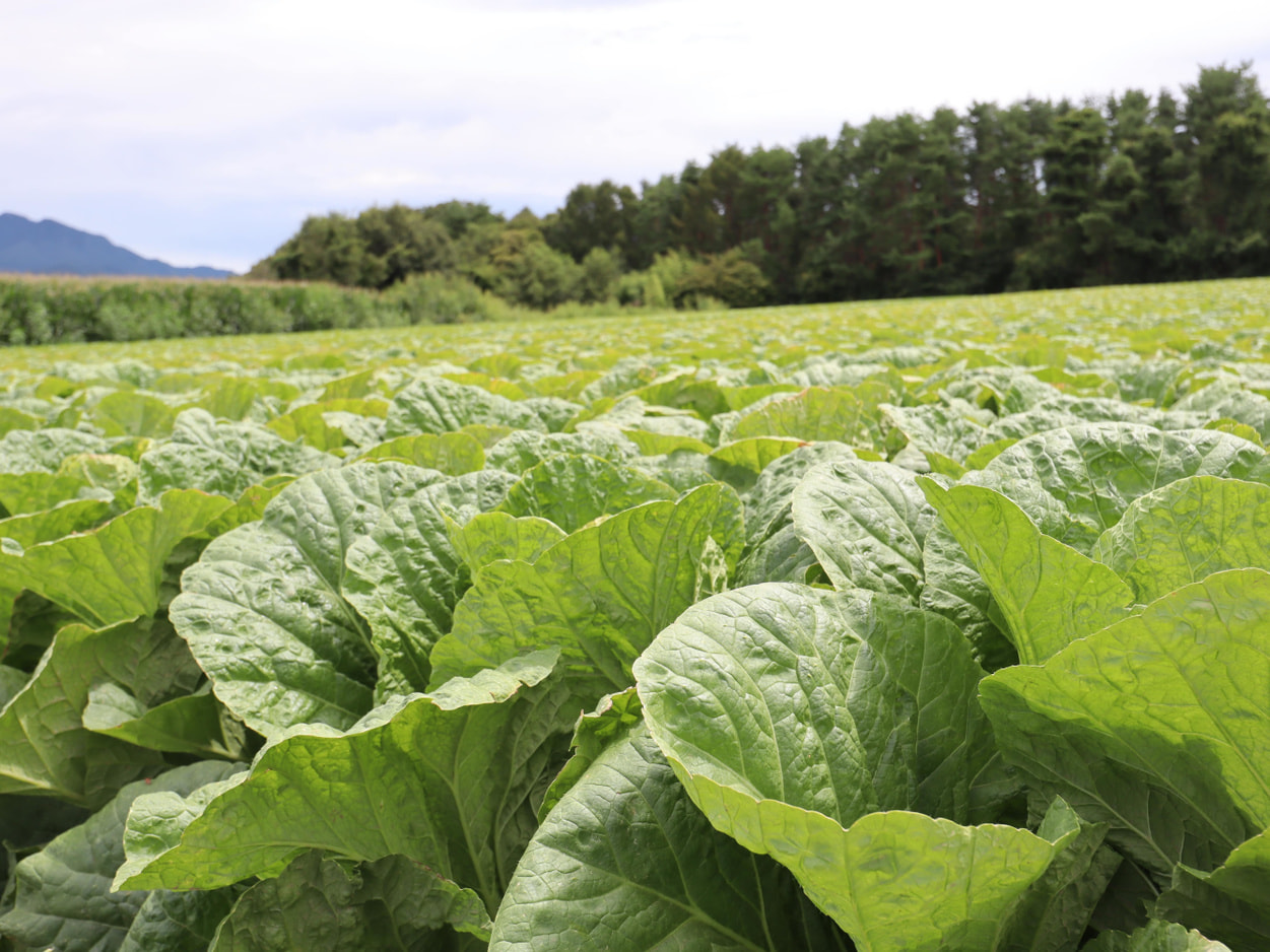 南相木村 坂本貢さんの圃場