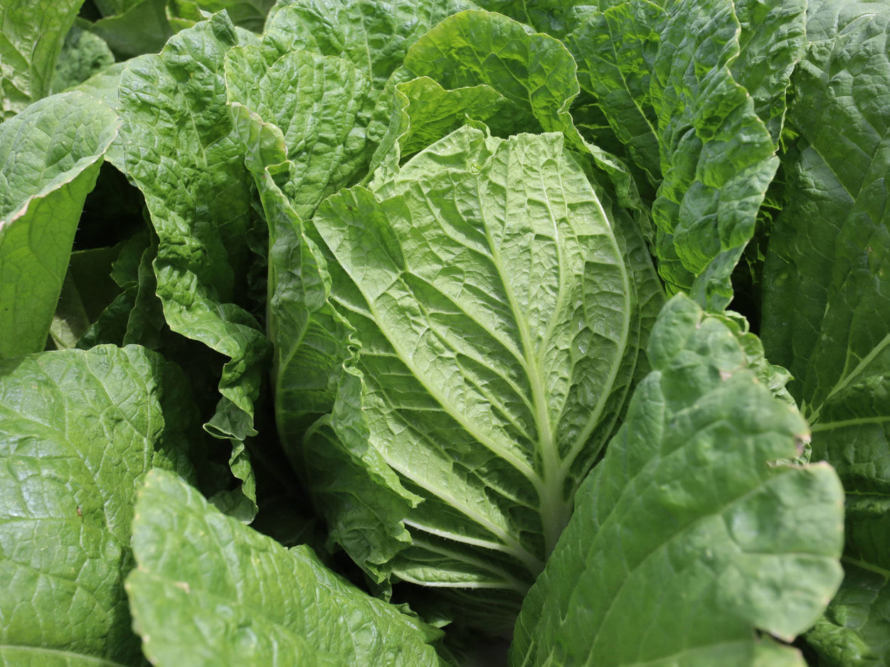 南相木村 坂本貢さんの白菜