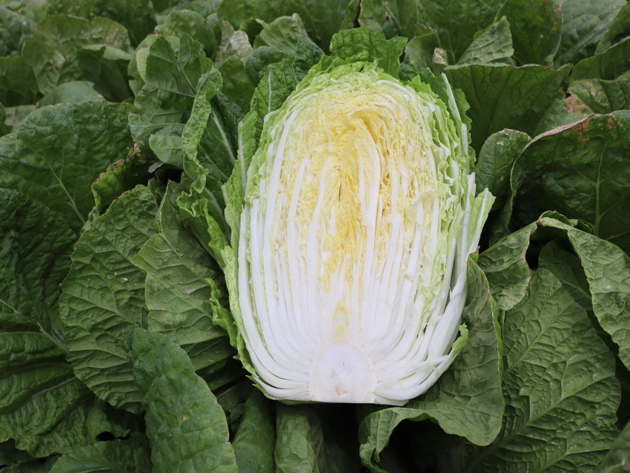 南相木村 坂本貢さんの白菜 半割