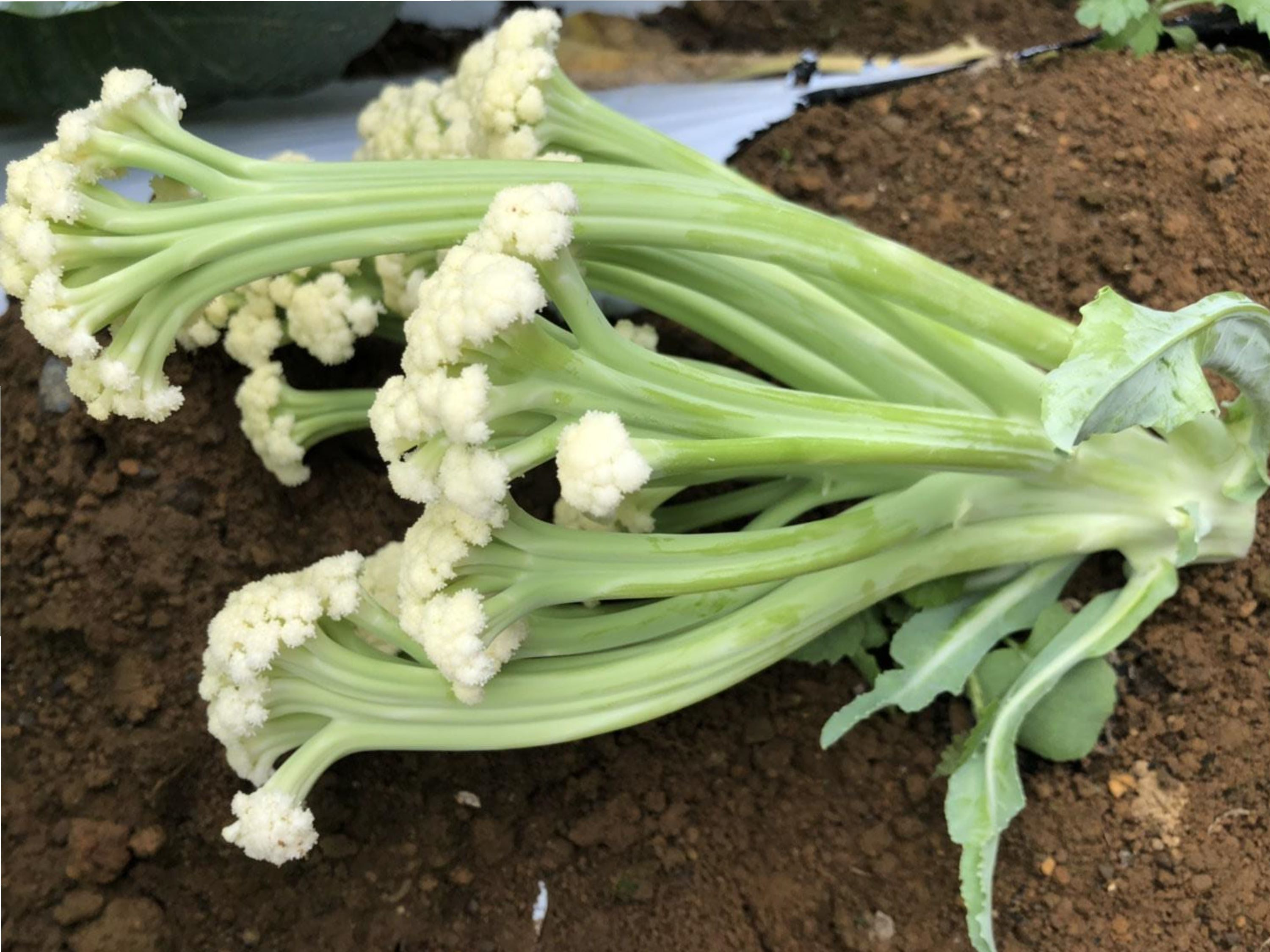 南相木村 茎が柔らかいカリフローレ