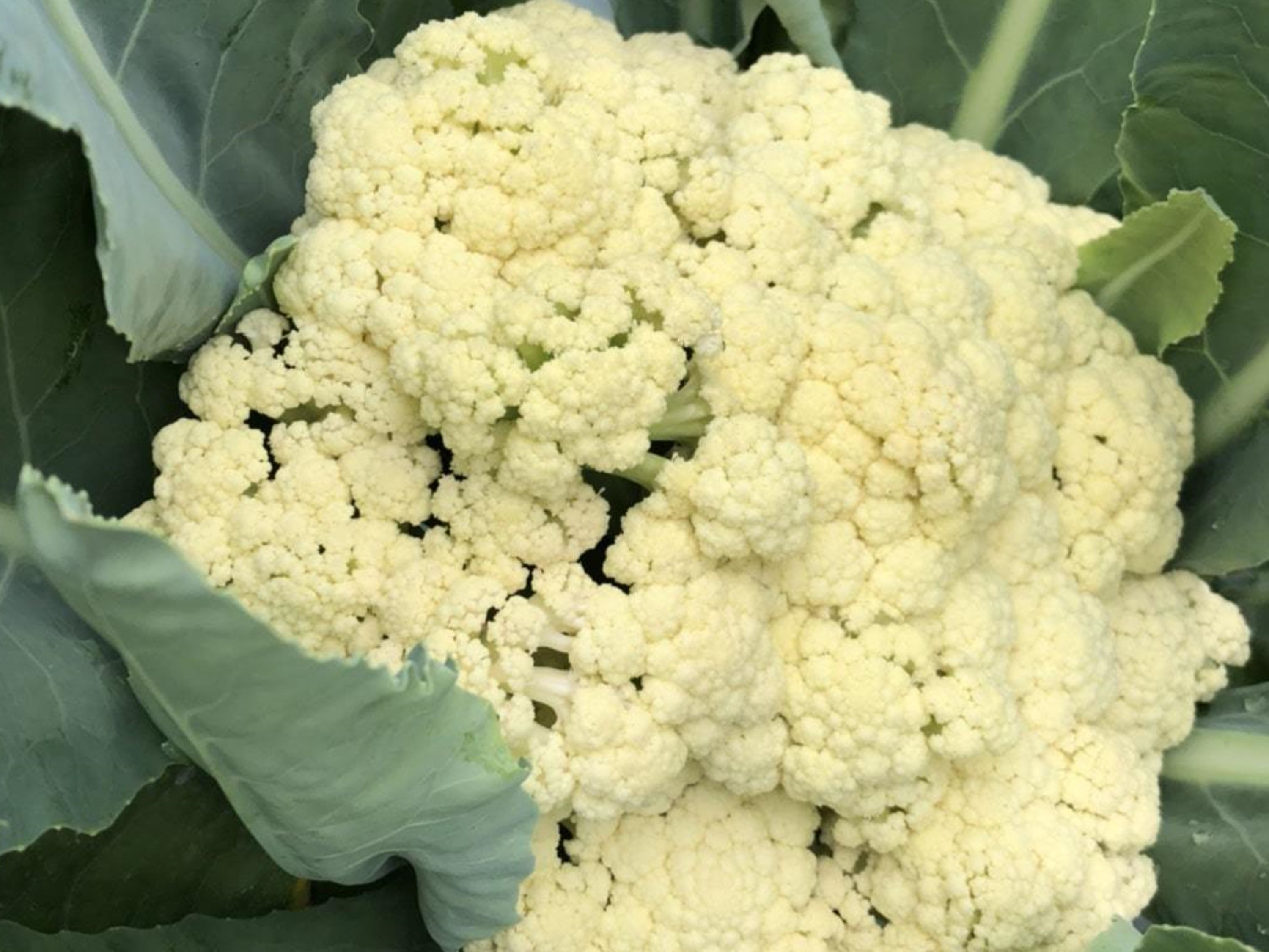 南相木村 菊原さんのカリフローレ