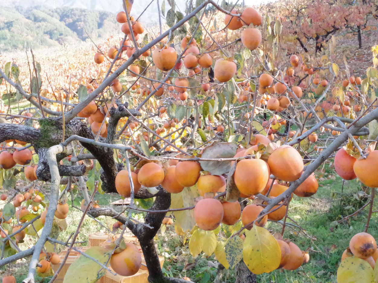 フレック丸西 市田柿の圃場