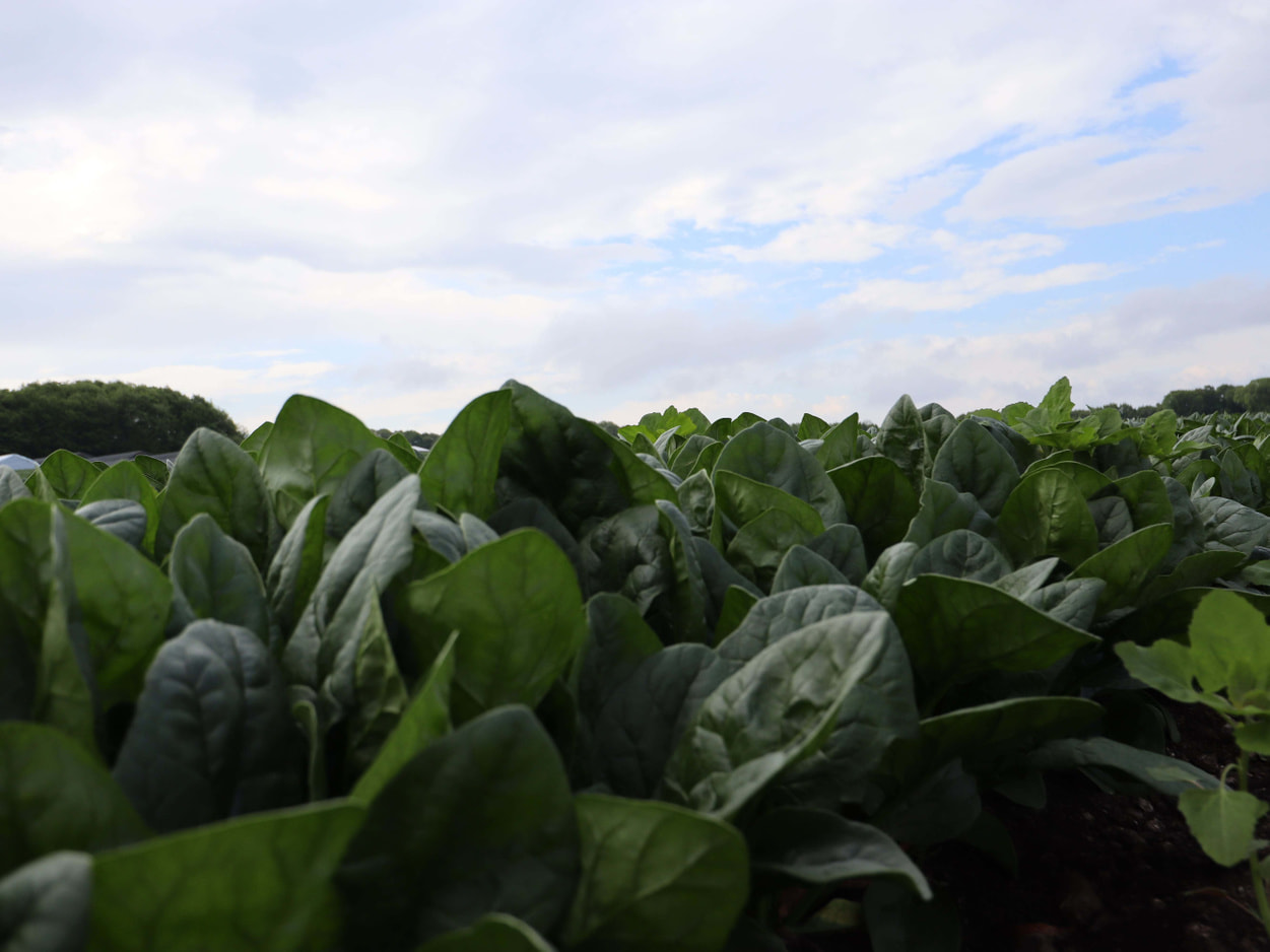 昭和村 高原のほうれん草