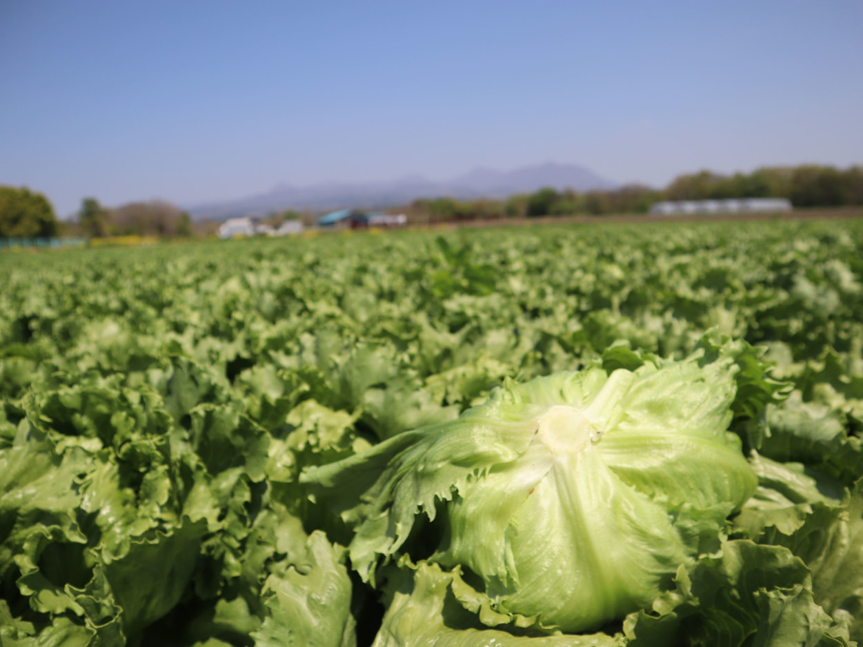 昭和村の高原レタス