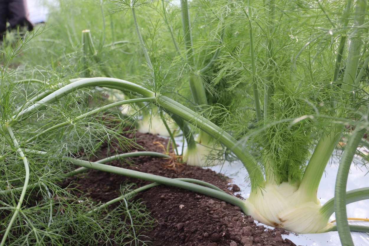 廣瀬農園 フィノッキオフェンネル