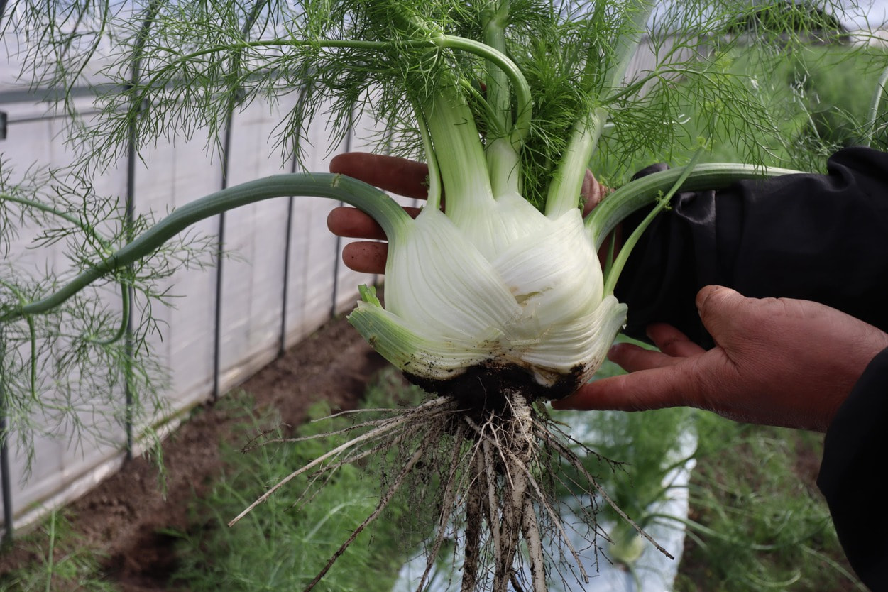 廣瀬農園 フィノッキオフェンネル