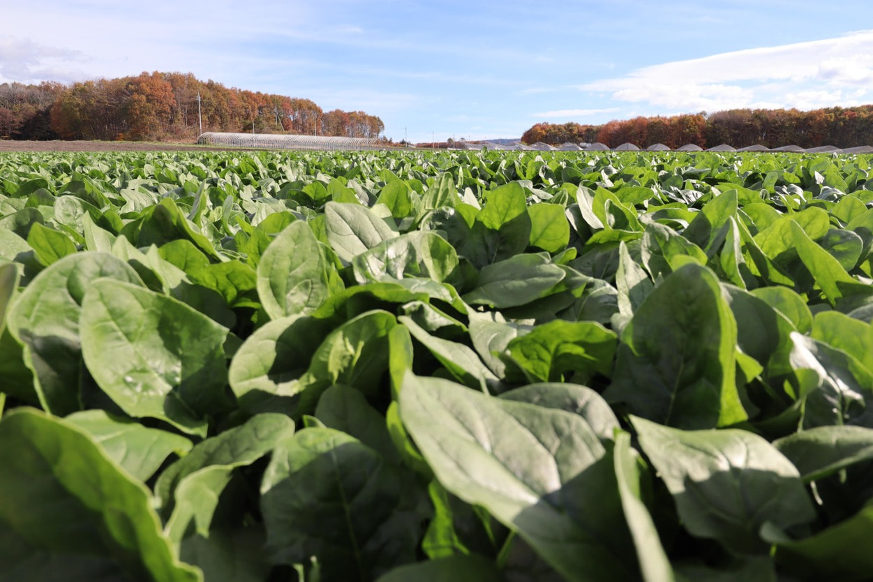 昭和村 ほうれん草