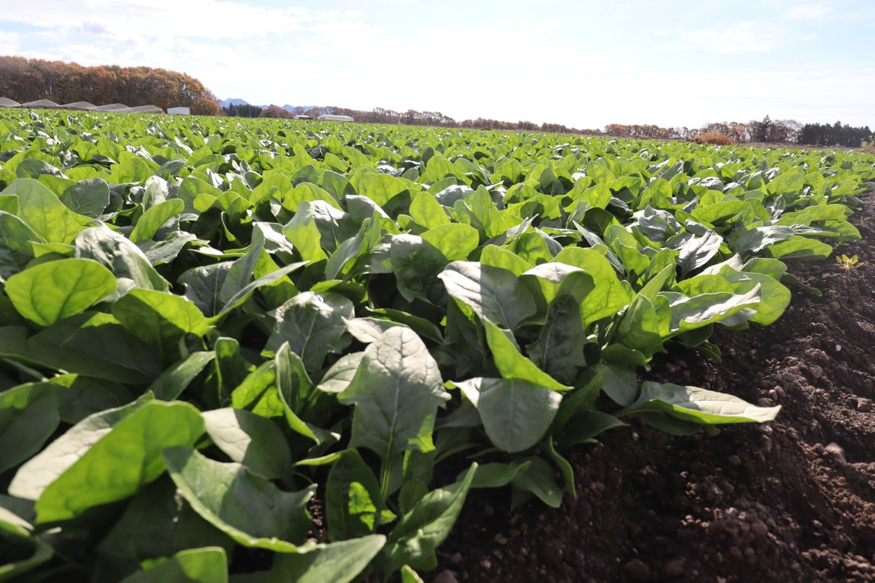 昭和村 ほうれん草