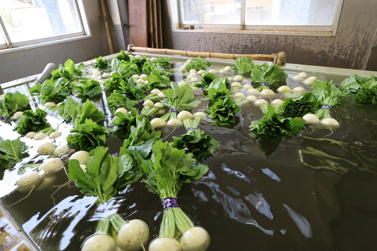 湯浅農園 かぶ 水洗い