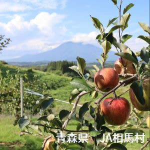 青森県　JA相馬村　りんご