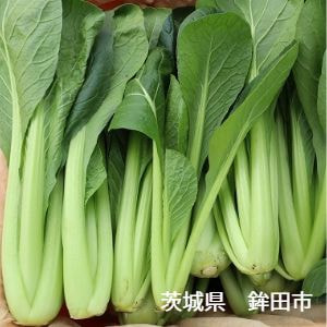 茨城県　ピュアグリーンアグリ　小松菜