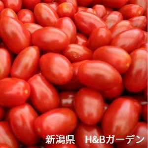 新潟県　H&Bガーデン　ミニトマト