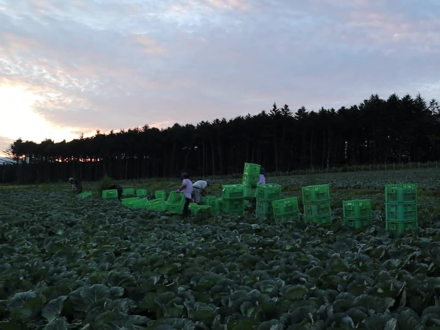昭和村　吉野農園　早朝の収穫風景