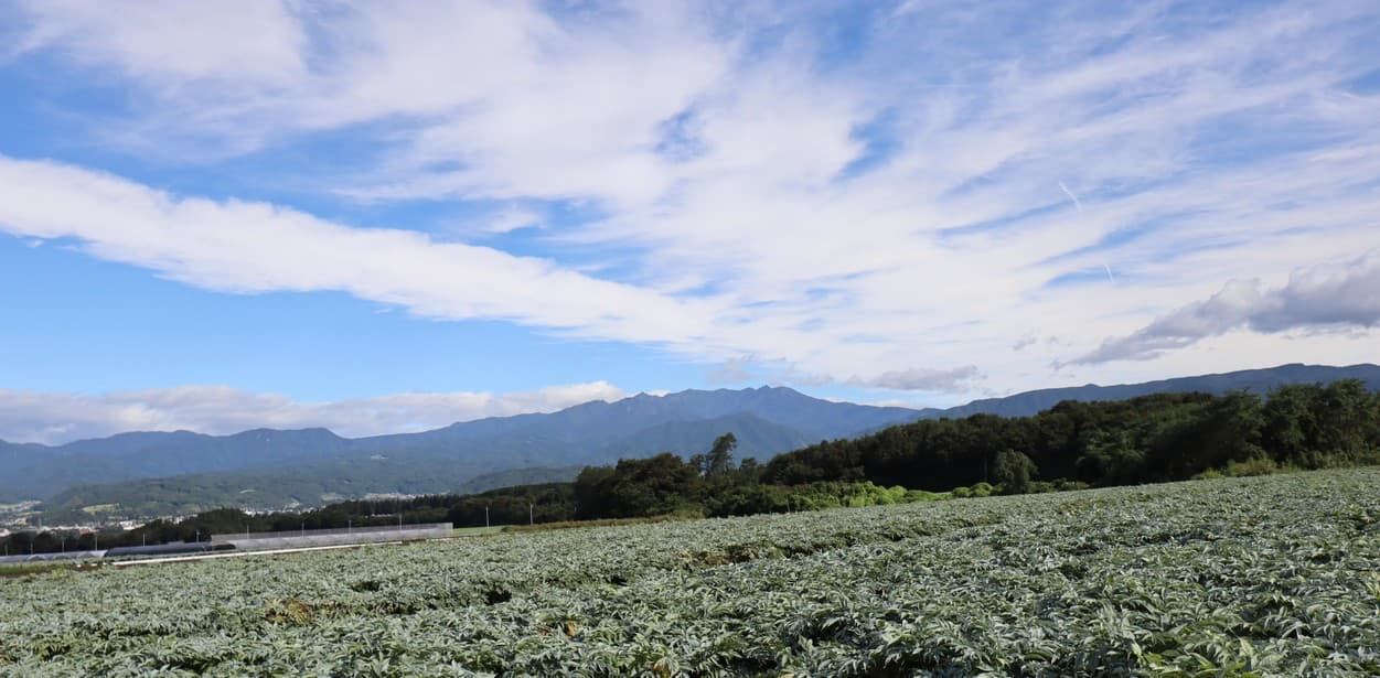 昭和村 こんにゃく畑