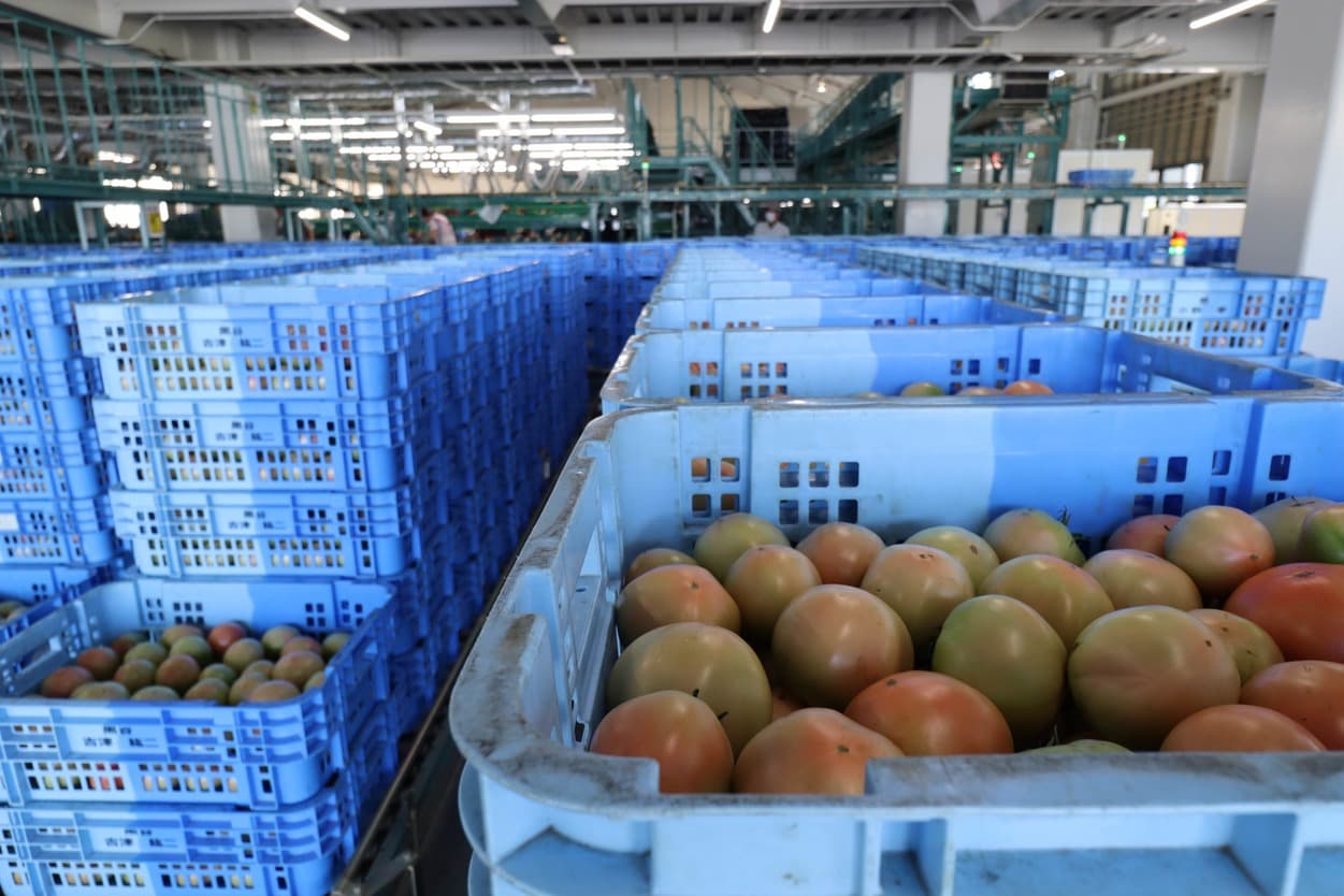 南郷トマト選果場 トマトの持ち込み