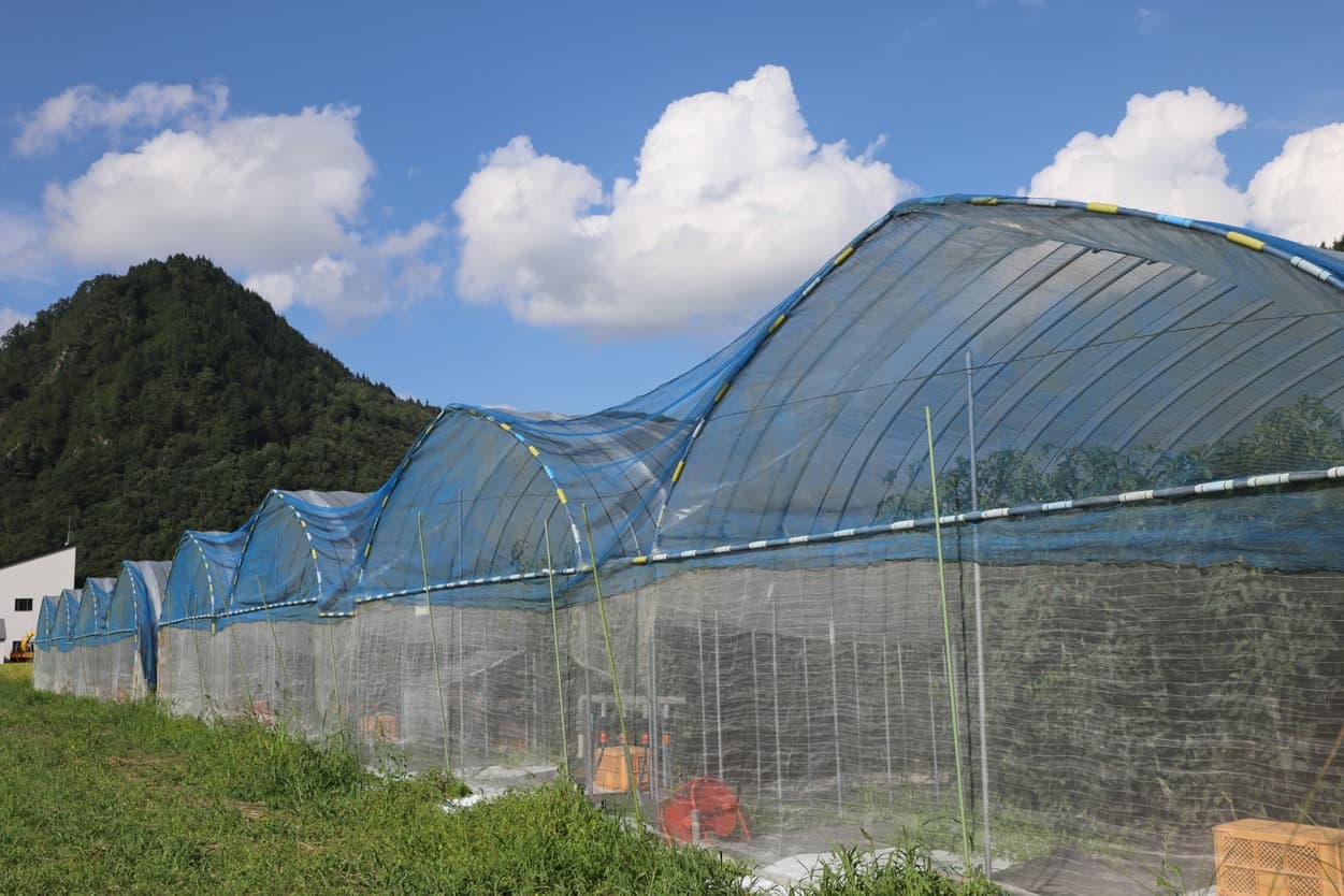 南郷トマト 小野農園のハウス