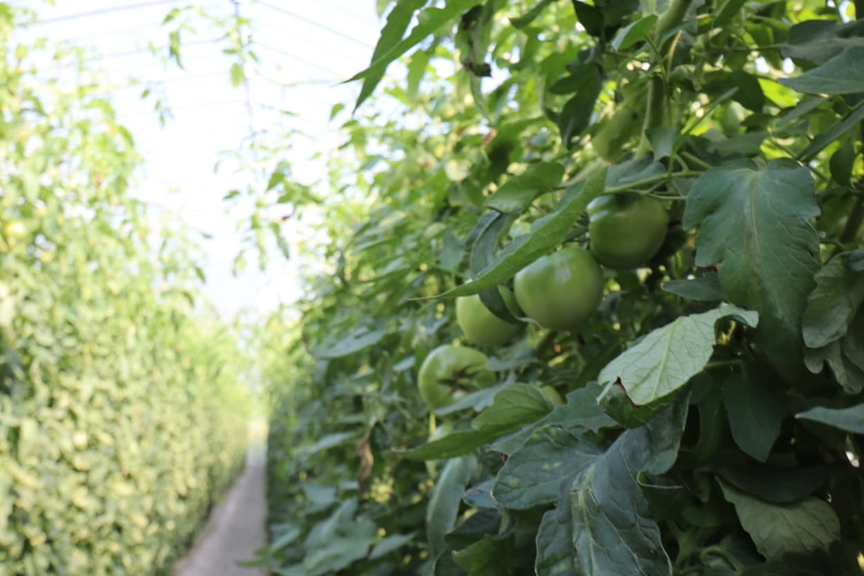 南郷トマト 小野農園のハウス内