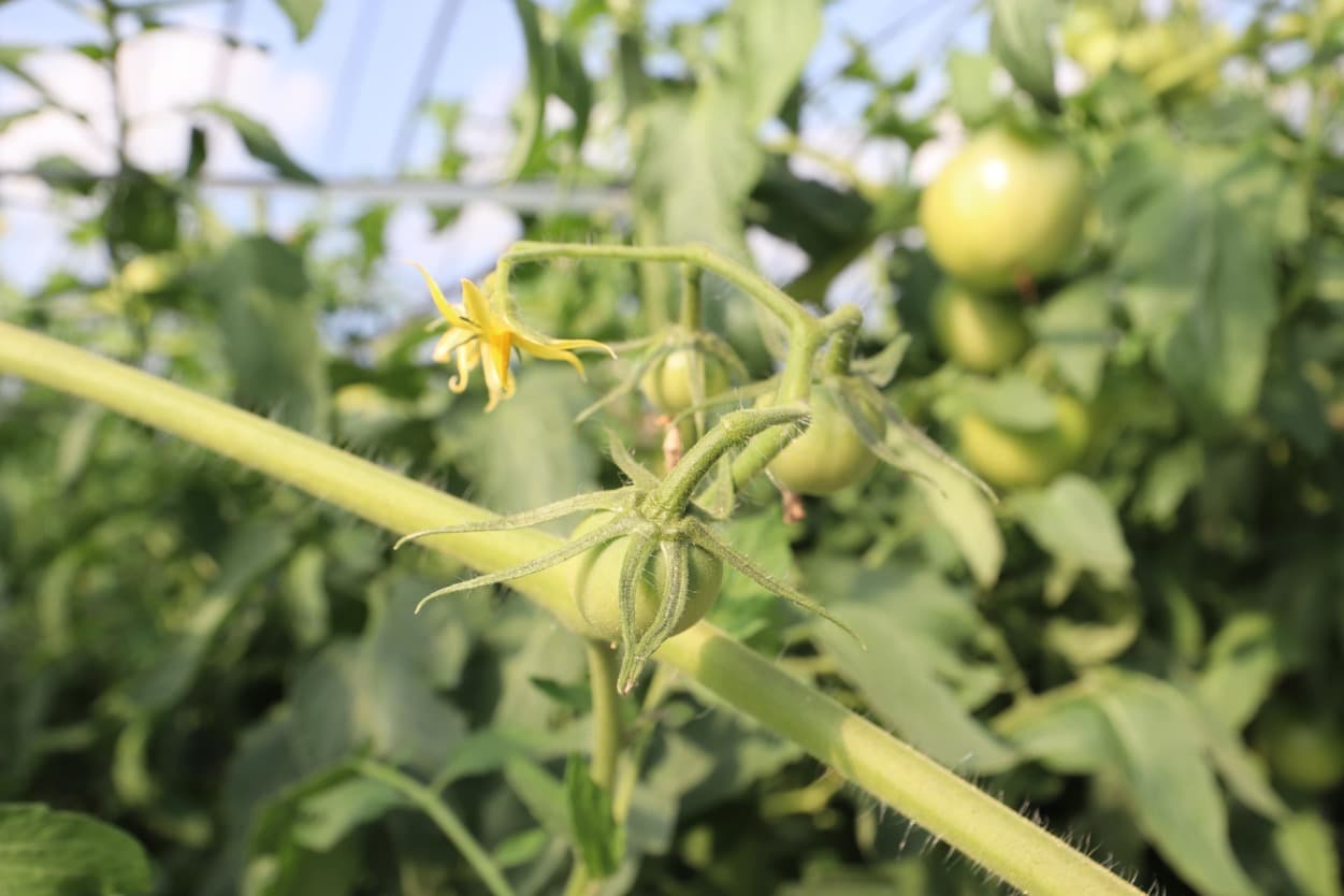 南郷トマト 小野農園 トマトの花