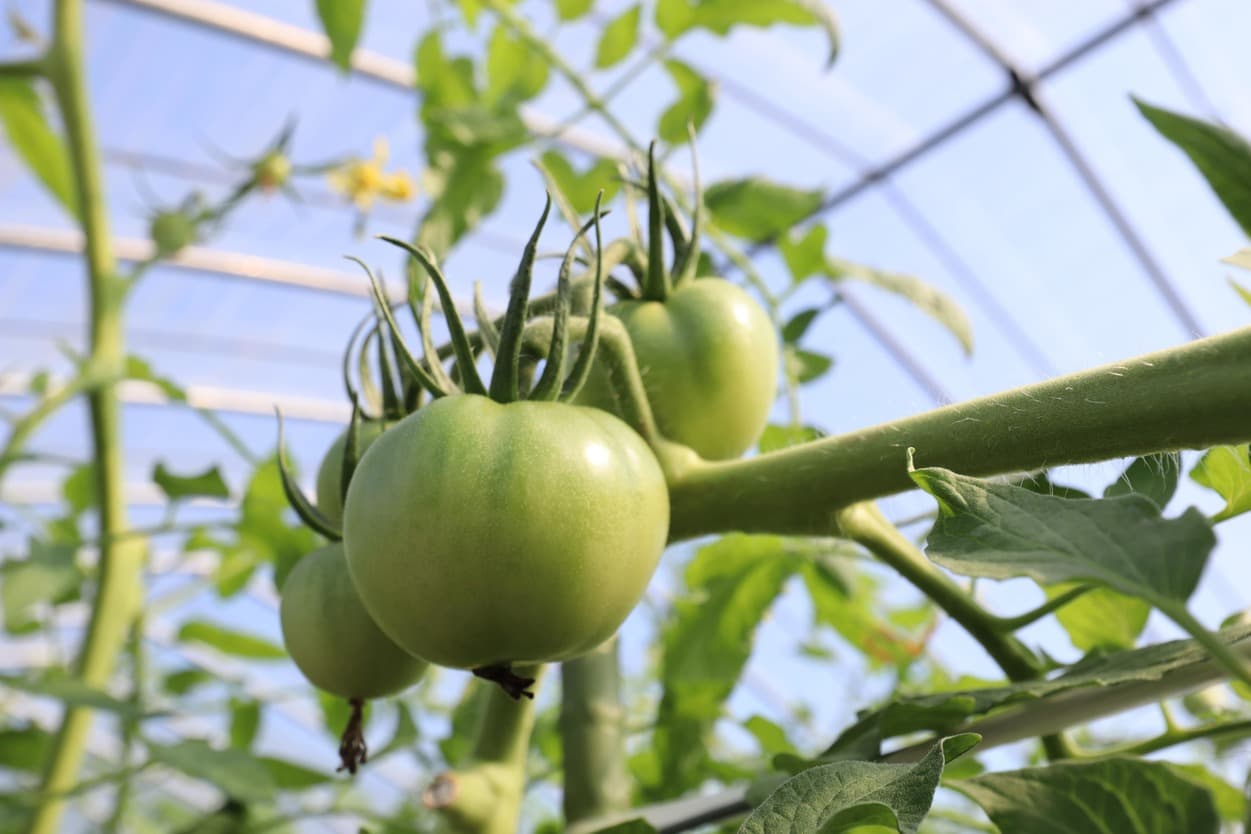 南郷トマト 小野農園 高段のトマト
