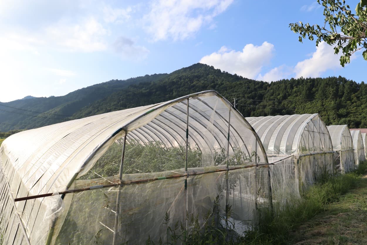三瓶さん ビニールハウス