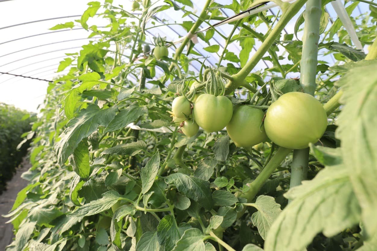 南郷トマト 三瓶農園