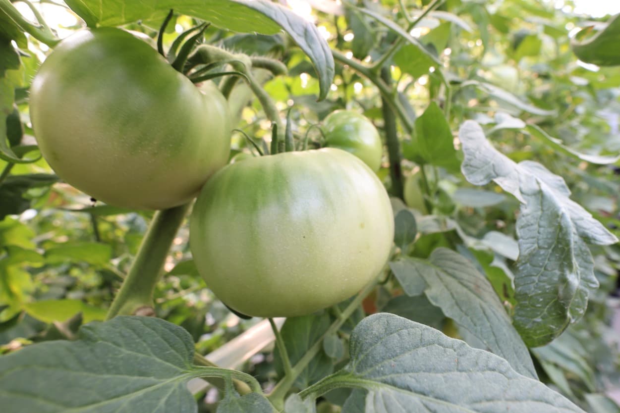 南郷トマト 三瓶農園