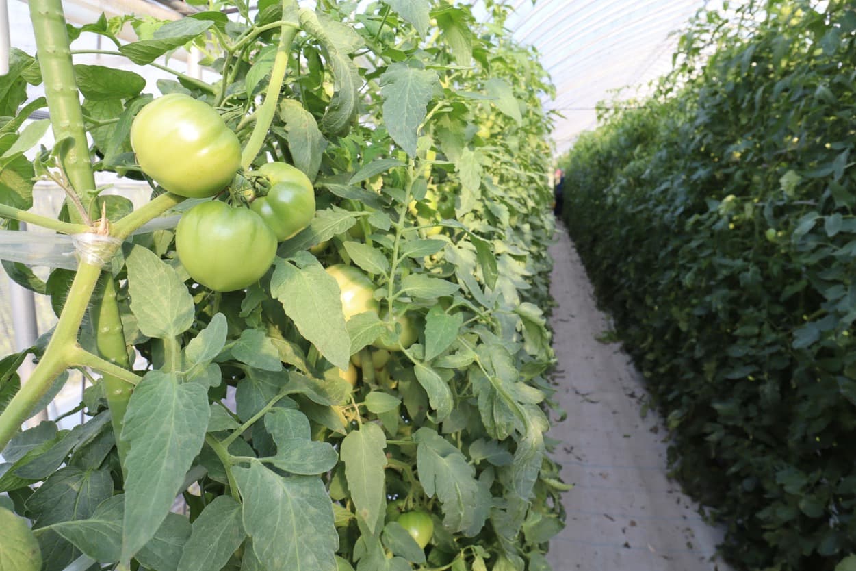 南郷トマト 三瓶農園