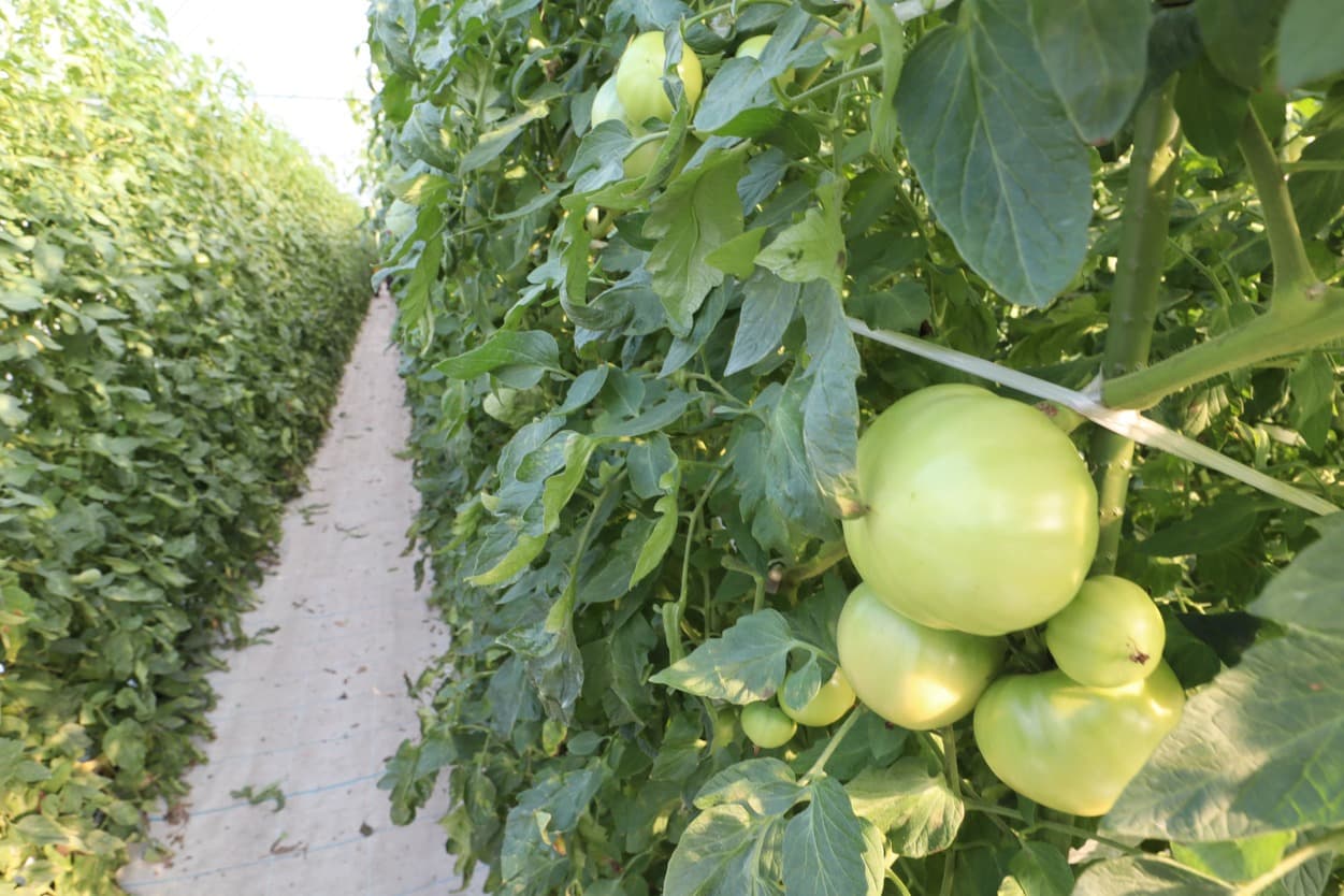 南郷トマト 三瓶農園