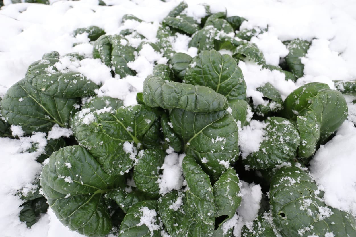 雪に覆われた　ちぢみ菜