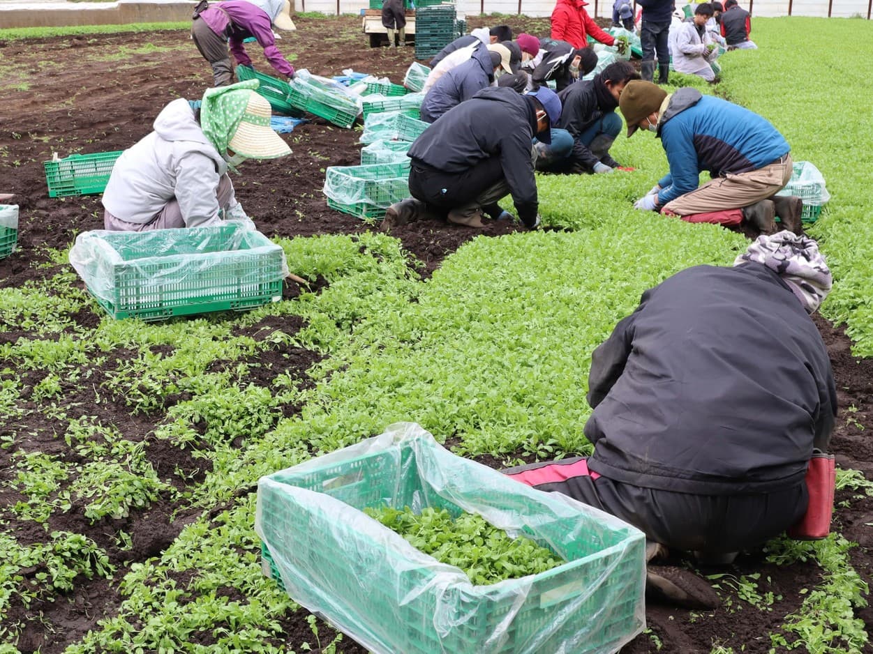 三浦はねっ娘会 春の七草 特集 三浦はねっ娘会 春の七草 特集