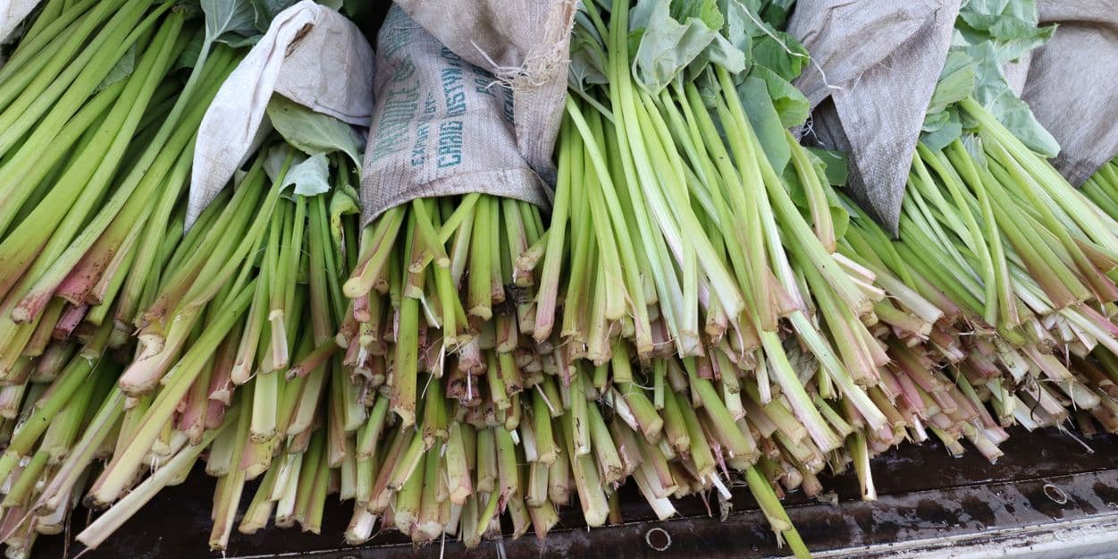 伝統野菜 ふき