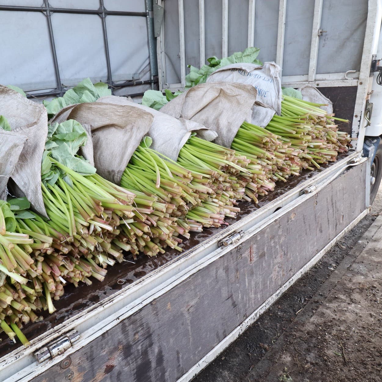 金子農園 ふきをトラックの荷台に