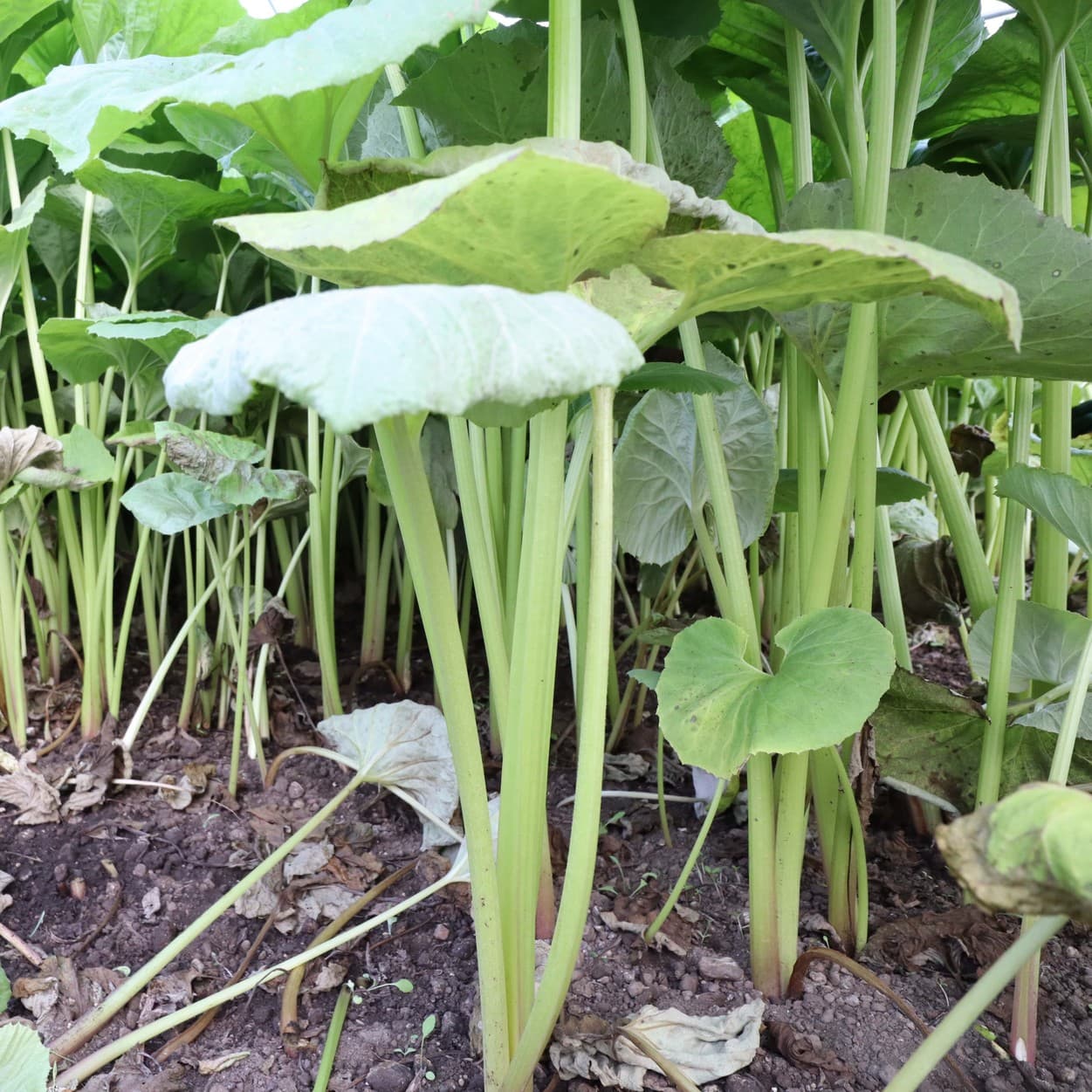 金子農園 収穫を迎えたふき