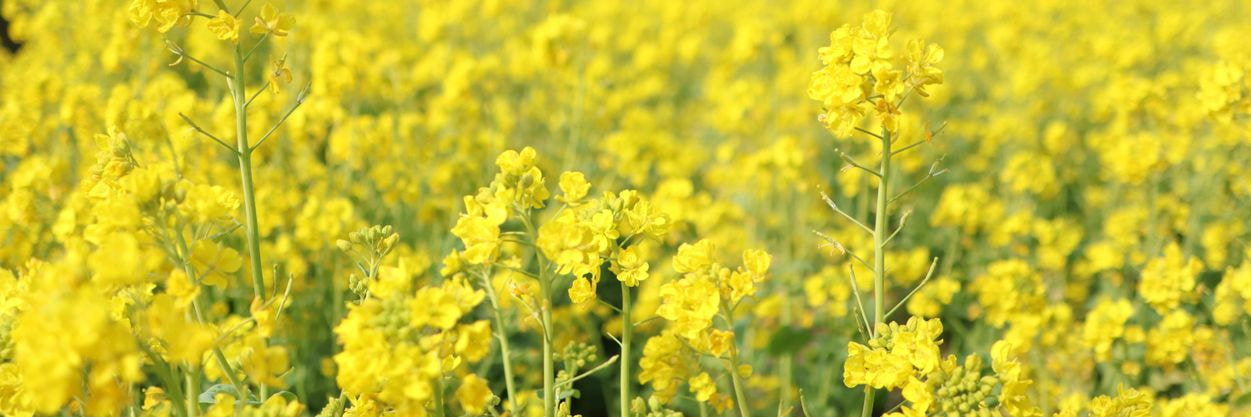 御子神農園 満開の菜花