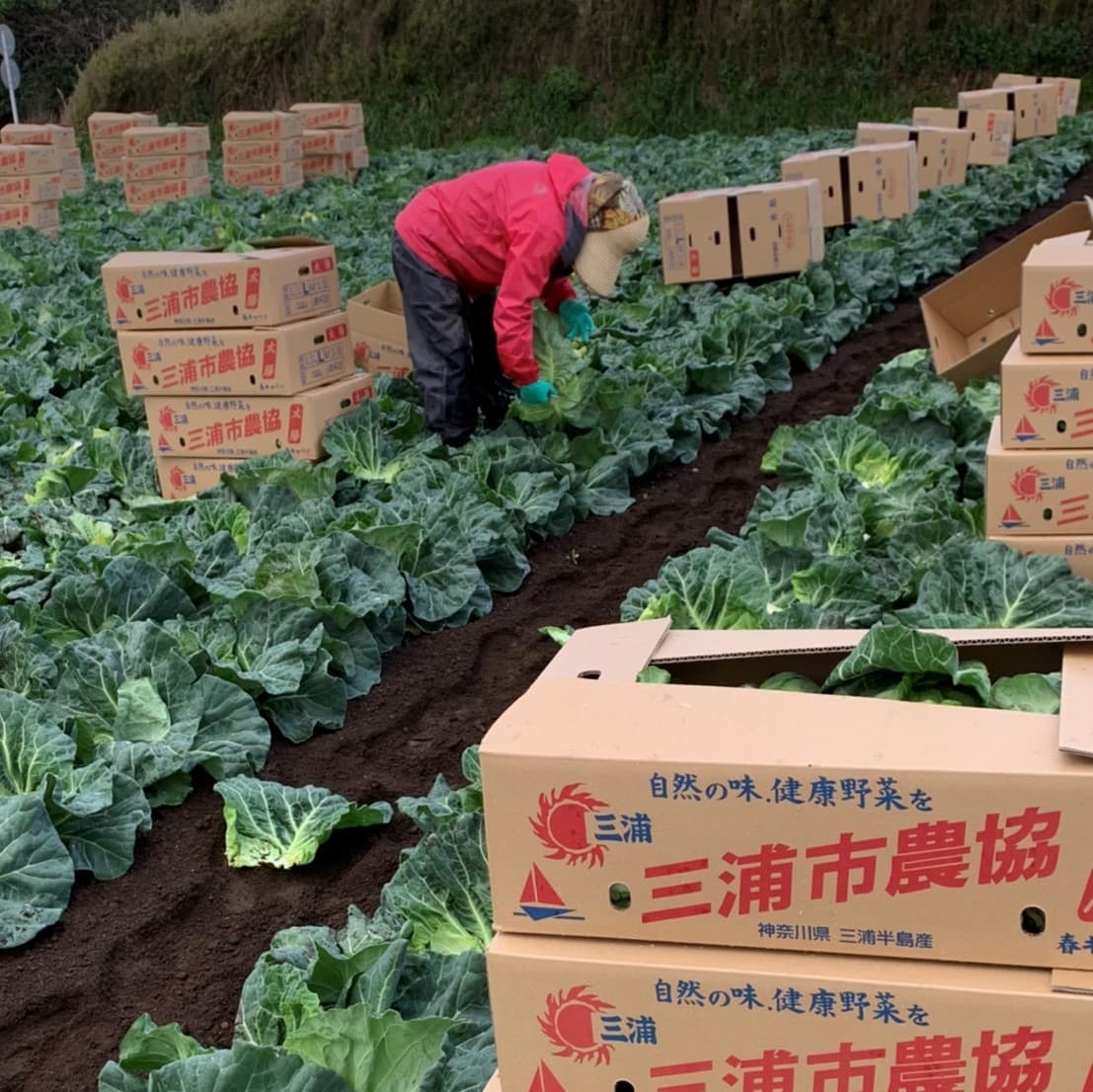 三浦市農協　キャベツの収穫風景