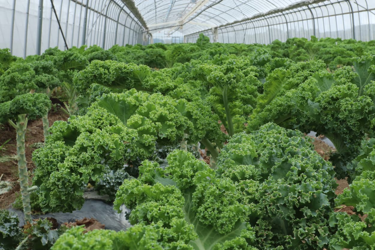 御子神農園 カリーノケール