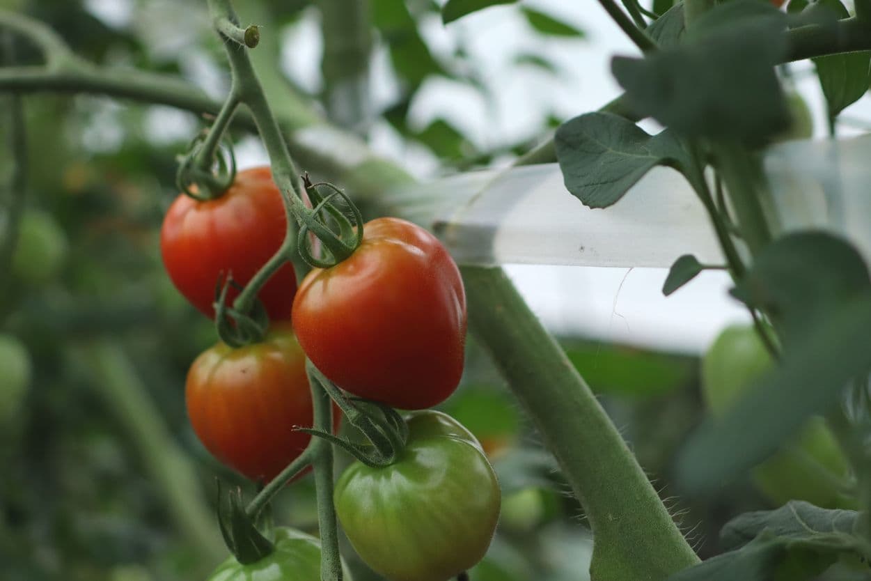 昭和村 トマトベリー