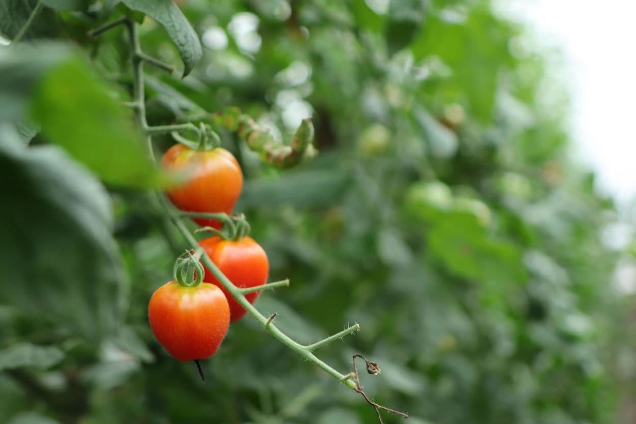 昭和村 トマトベリー