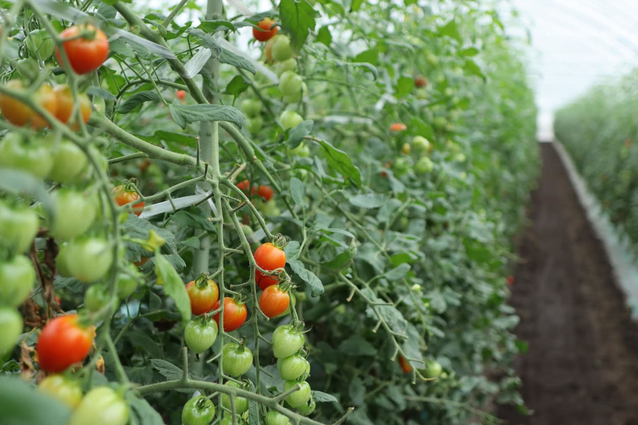 昭和村 トマトベリー