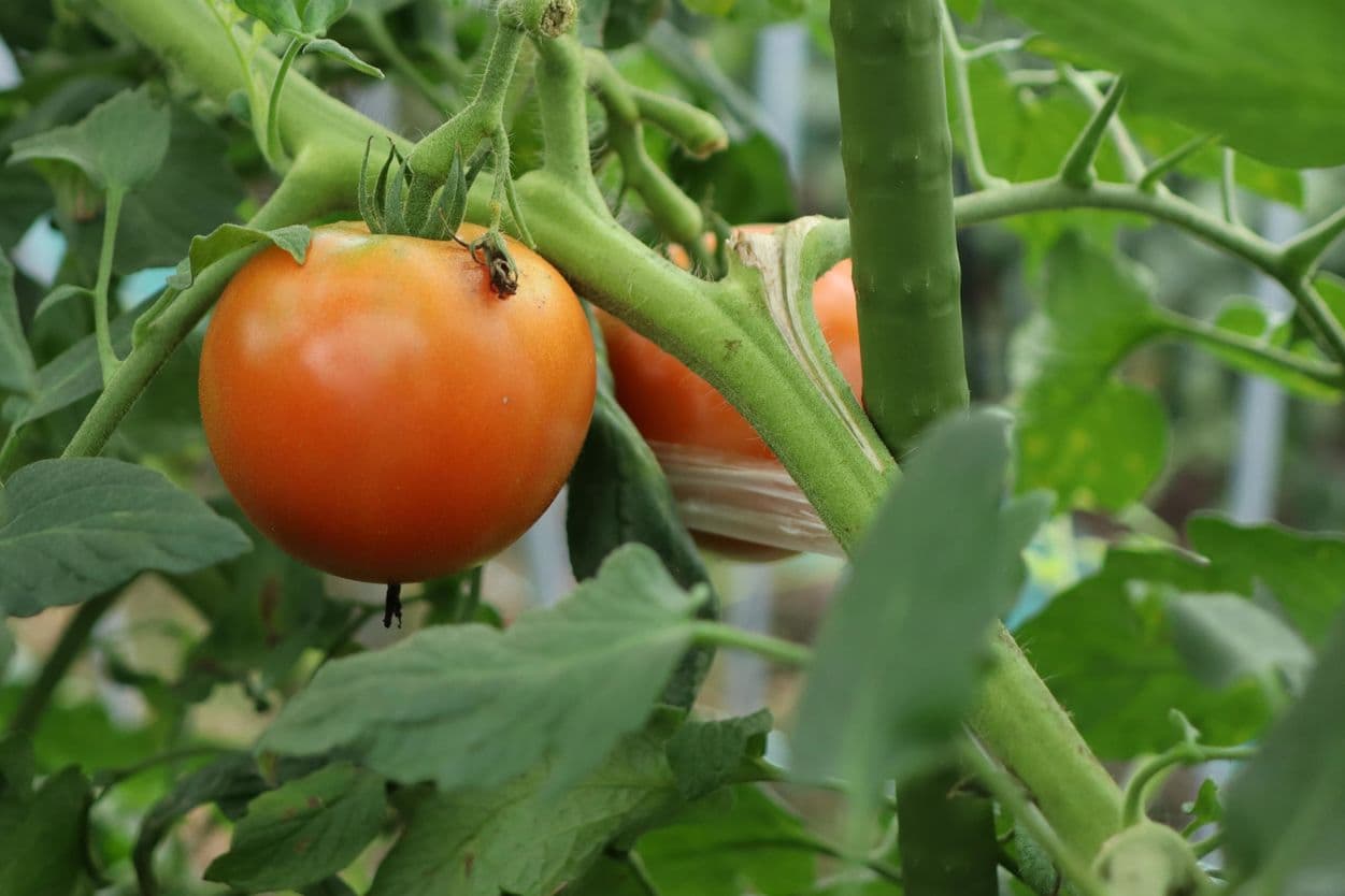 昭和村 ぜいたくトマト